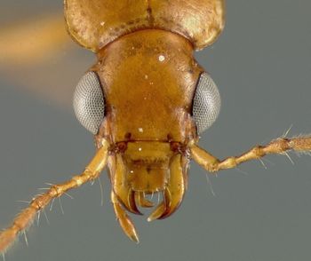 Media type: image;   Entomology 23525 Aspect: head dorsal view